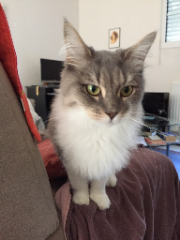 Calypso