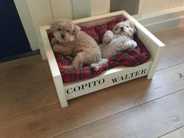 Copito