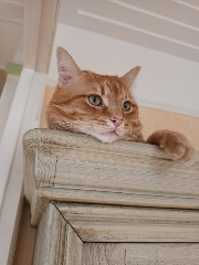 Pepito