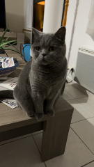 Pepita