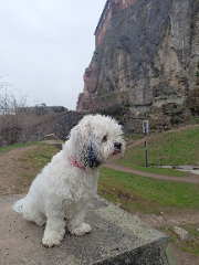 Scylla