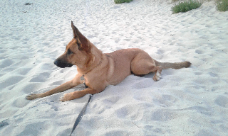 MAJA