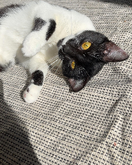 Molly