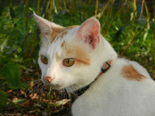 Aragorn
