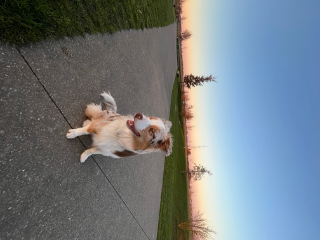 Taïga