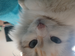 Mayah