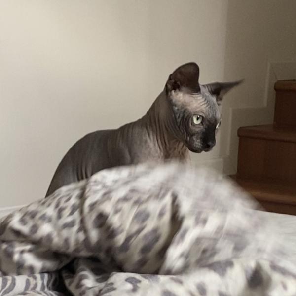 Anubi Gin Blue