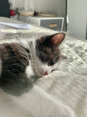 Milo
