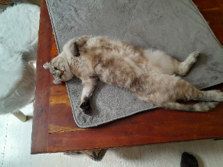 Savana