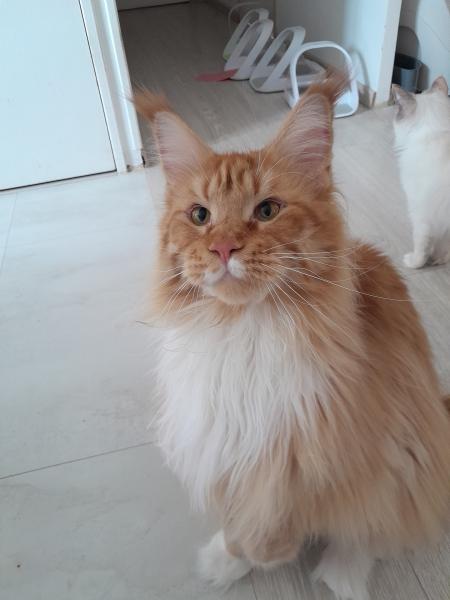 Simba