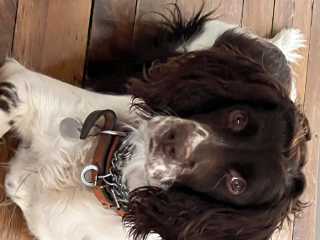 LÉO