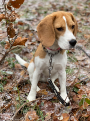 Suzie