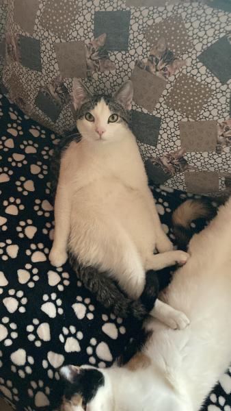 Loki