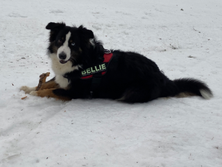 Bellie