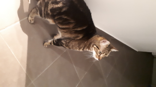 Leeloo