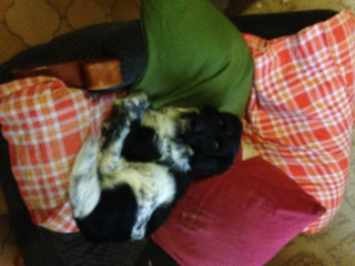 filou