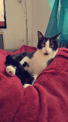 Tigrou
