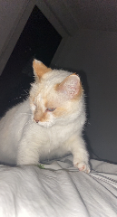 Lili
