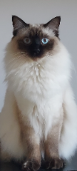 Scoubi