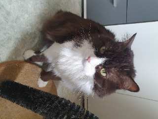 Caramel