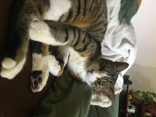 Lulu