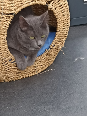 Minette