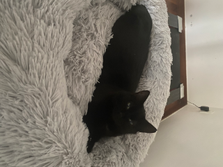 Zola
