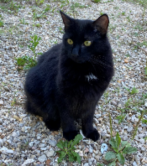 Kuro