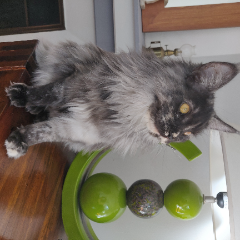 Maïa