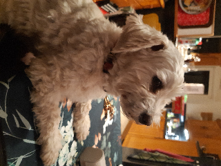 Pastis