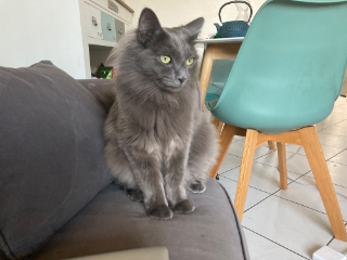 Sookie