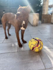 Jax