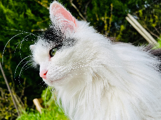 Berlioz