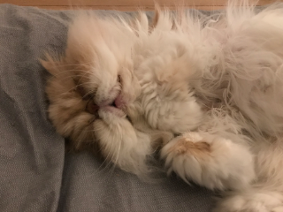 Monty