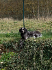 NARKO