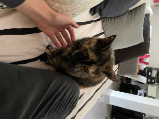 Minette