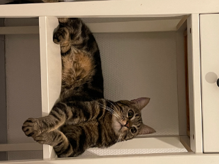 Le chat