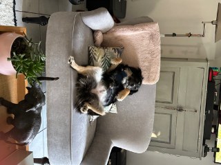 Koxka