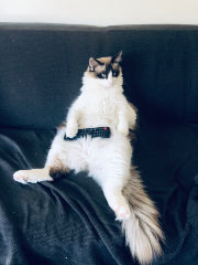Minou
