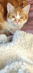 Tusti