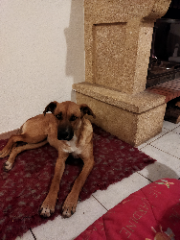 Tequila
