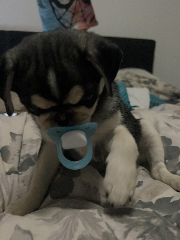 Carlos