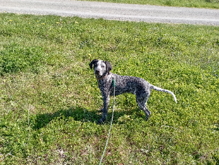 Tosko