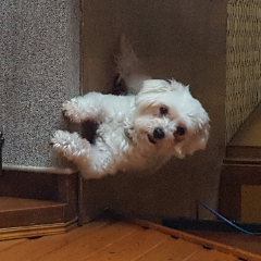 MAYA
