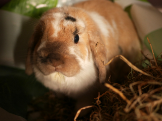 Bubulle