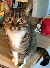 Dora
