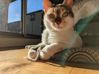 Nala