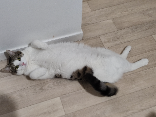 Titus