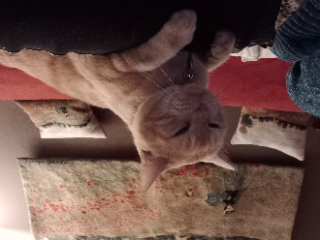 Cachou