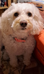Myrtille